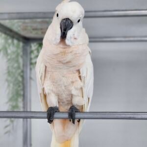 Moluccan Cockatoo For Sale