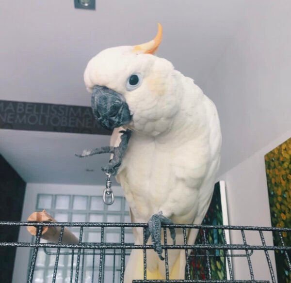 Citron Crested Cockatoo For Sale