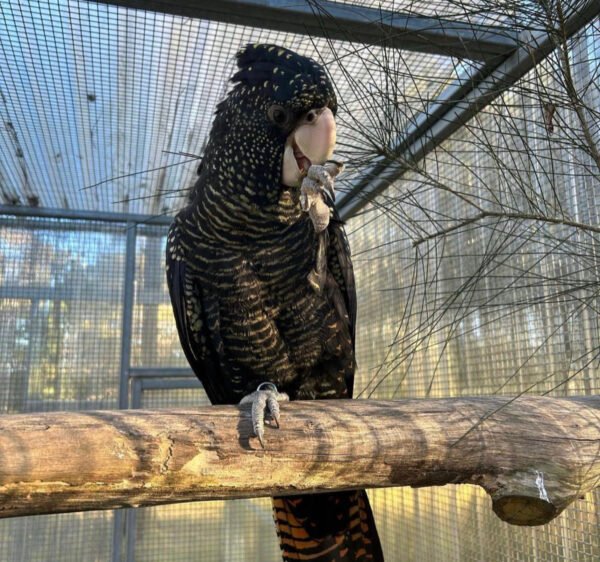 Red tailed cockatoo for sale