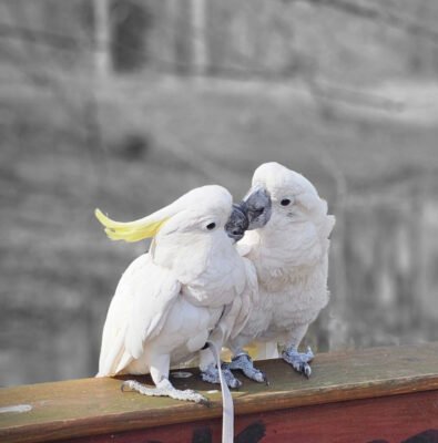 Cockatoo Parrot For Sale