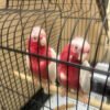 Rose Breasted Cockatoo For Sale