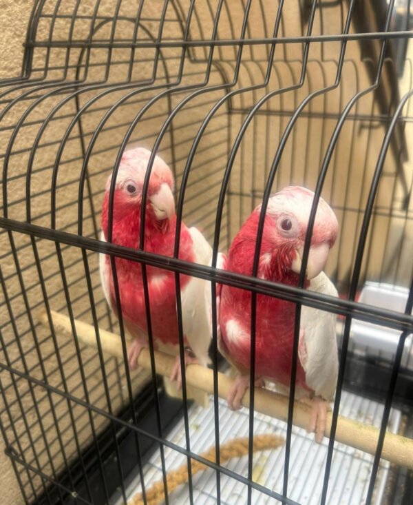 Rose Breasted Cockatoo For Sale